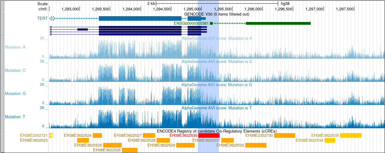 AlphaGenome AVI scores across the TERT locus, showing four per-allele subtracks with
elevated scores over the gene's 5' end and its highlighted promoter